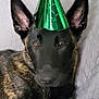 dog, party_hat, green_hat, brindle_coat, animal, pet, canine, ears, lying_down, indoor, portrait, close_up, fur, cute, face, looking_at_camera, celebration, resting, background, texture