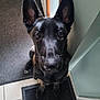 dog, black_dog, indoor, mat, ears, pet, animal, looking_up, floor, tile, curious, canine, companion, waiting, cute, young_dog, close_up, face, sitting, indoors