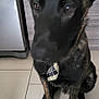 dog, black_dog, brindle, large_ears, tie, plaid_tie, sitting, tile_floor, indoor, kitchen, cabinet, refrigerator, pet, animal, portrait, canine, waiting, domestic, companion, cute