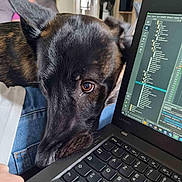 Titan participe au concours pour gagner de l'argent avec cette photo : dog, laptop, computer, pet, indoor, technology, keyboard, person, couch, home, curious, black_dog, resting, screen, furniture, casual, jeans, relaxing, living_room, close_up