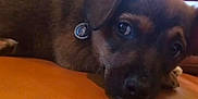 Simon participe au concours pour gagner de l'argent avec cette photo : animal, brown, closeup, collar, couch, cute, dog, domestic_animal, expression, face, fur, indoor, leather, looking, lying_down, pet, puppy, resting, small, young