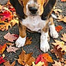 animal, autumn, beagle, black_nose, brown_and_white, colorful, dog, fall, floppy_ears, front_view, leaves, long_ears, outdoor, pavement, pet, portrait, puppy, sitting, steps, text_overlay