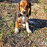Bounty participe au concours pour gagner de l'argent avec cette photo : animal, backyard, brown_coat, centered_subject, dog, floppy_ears, front_view, garden, grass, gravel, hound, long_ears, outdoors, pet, portrait, puppy, rocky_path, sitting, sunlight, white_chest