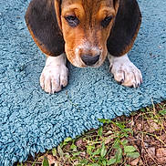 Bounty participe au concours pour gagner de l'argent avec cette photo : animal, beagle, blue_rug, brown_and_black, cute, dog, floppy_ears, fur, garden, grass, ground, looking_at_camera, outdoor, pet, photography, portrait, puppy, sitting, tail, white_paws