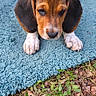 animal, beagle, blue_rug, brown_and_black, cute, dog, floppy_ears, fur, garden, grass, ground, looking_at_camera, outdoor, pet, photography, portrait, puppy, sitting, tail, white_paws