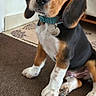 Bounty participe au concours pour gagner de l'argent avec cette photo : animal, beagle, black, brown, canine, carpet, collar, cute, dog, dog_tag, floor, floppy_ears, home, indoors, paws, pet, portrait, puppy, sitting, white