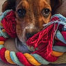 animal, black_nose, blanket, braided, brown_fur, chew_toy, close_up, colorful, couch, cozy, cute, dog, floppy_ears, indoors, pet, playful, portrait, puppy, rope_toy, wide_eyes