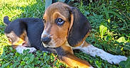 Bounty participe au concours pour gagner de l'argent avec cette photo : animal, beagle, black_fur, brown_fur, close_up, cute, dog, floppy_ears, garden, grass, greenery, lying_down, nature, outdoor, pet, portrait, puppy, sunlight, tricolor, white_fur