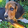 animal, beagle, black_fur, brown_fur, close_up, cute, dog, floppy_ears, garden, grass, greenery, lying_down, nature, outdoor, pet, portrait, puppy, sunlight, tricolor, white_fur