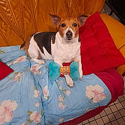 Japie participe au concours pour gagner de l'argent avec cette photo : dog, toy, bone, blanket, couch, pillow, red_pillow, floral_pattern, yellow_couch, indoor, pet, small_dog, white_dog, brown_dog, black_patches, floor_tiles, resting, looking, cute, comfortable