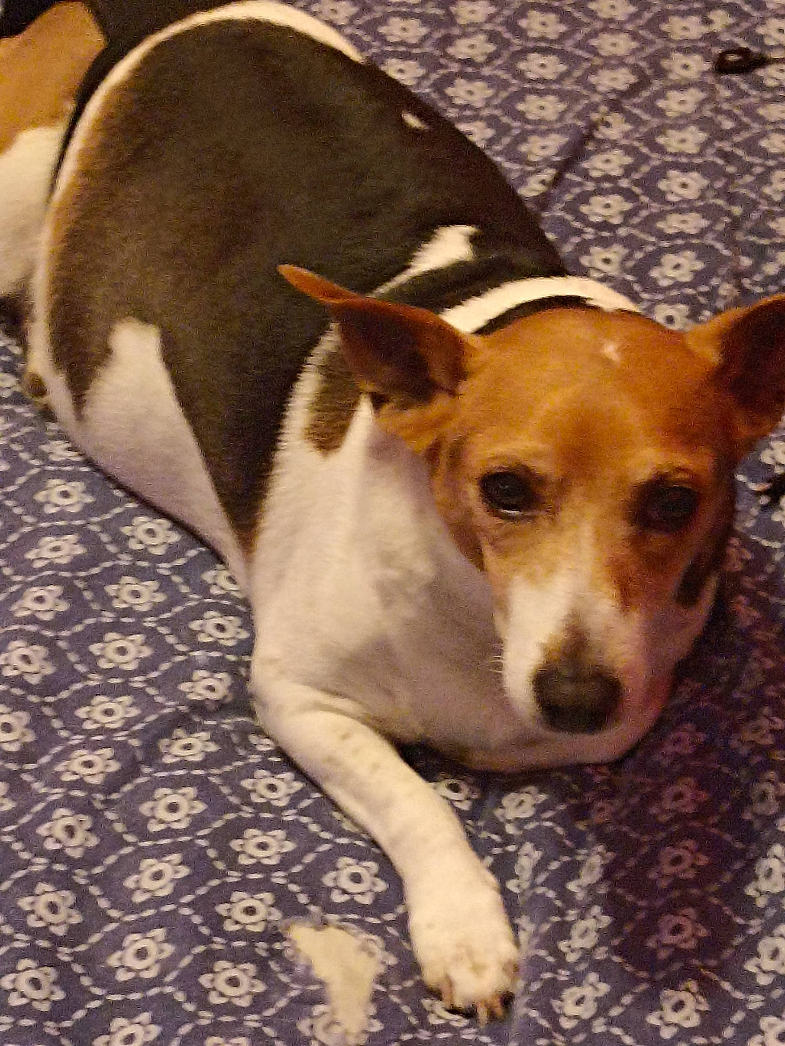 Japie a rejoint le concours — aidez-le/la à gagner de superbes lots ! carnivore, comfort, companion_dog, dog, dog_breed, fawn, fur, irishjacks, non_sporting_group, small_terrier, snout, terrestrial_animal, terrier, whiskers, working_animal