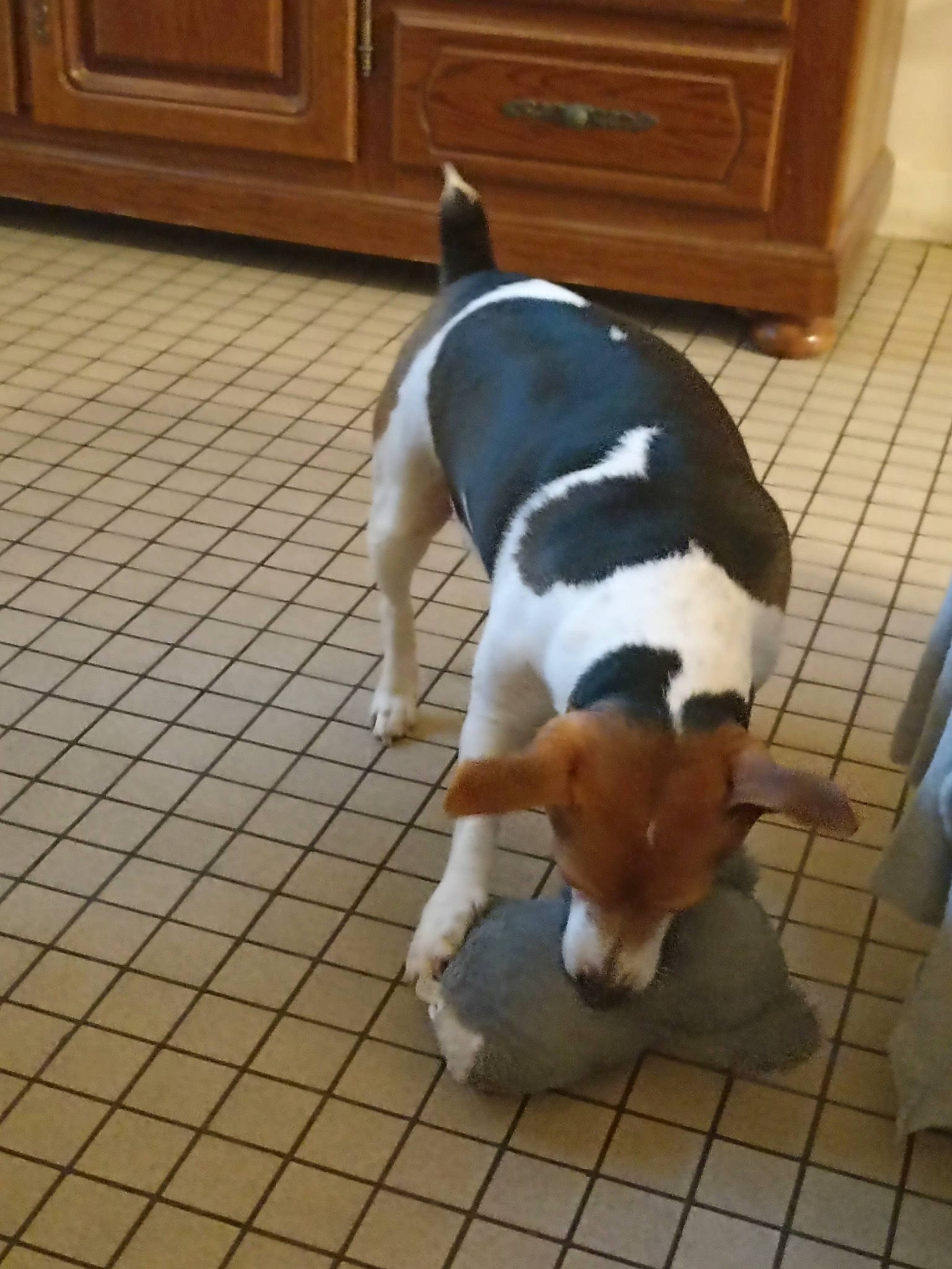 Japie a rejoint le concours — aidez-le/la à gagner de superbes lots ! carnivore, collar, companion_dog, dog, dog_breed, dog_supply, fawn, floor, flooring, hardwood, hound, paw, pet_supply, scent_hound, snout, tail, varnish, wood, wood_stain, working_animal