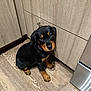 Malvadąo is registered to the contest to win money with this photo: puppy, rottweiler, dog, indoor, kitchen, wood_floor, cabinet, stainless_steel, pet, young_dog, flooring, looking_up, black_and_tan, animal, domestic_animal, cute, sitting, fur, canine, small_dog