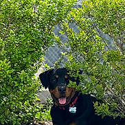 Malvadąo joined the competition — help win amazing prizes! dog, rottweiler, greenery, bushes, outdoor, pet, animal, happy, tongue_out, collar, tag, nature, sunlight, leaves, fence, smiling, canine, garden, shrub, portrait
