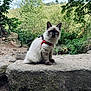 Love a rejoint le concours — aidez-le/la à gagner de superbes lots ! cat, kitten, siamese, blue_eyes, harness, leash, stone_bridge, moss, forest, greenery, outdoor, nature, curious, animal, pet, wildlife, rock, daylight, feline, sitting
