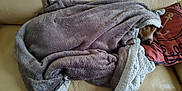 Ouchka a rejoint le concours — aidez-le/la à gagner de superbes lots ! dog, blanket, couch, pillow, sleeping, cozy, indoor, fur, pet, resting, canine, comfort, home, animal, wrapped, relaxed, snuggled, soft, fur_texture, beige