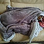 dog, blanket, couch, pillow, sleeping, cozy, indoor, fur, pet, resting, canine, comfort, home, animal, wrapped, relaxed, snuggled, soft, fur_texture, beige