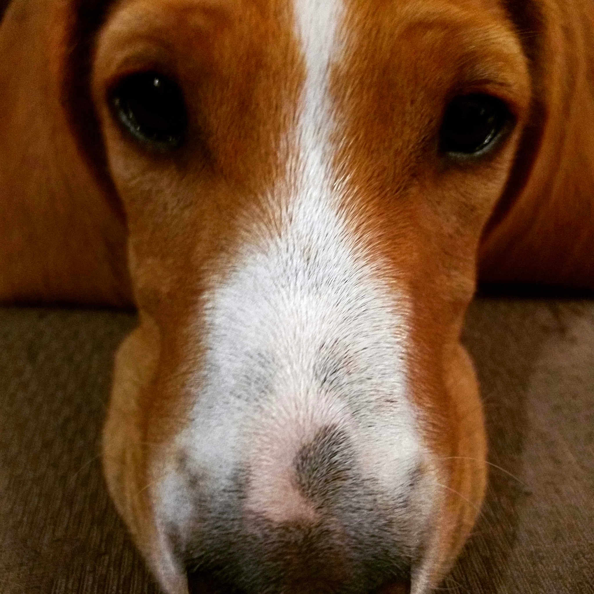 Ouchka participe au concours pour gagner de l'argent avec cette photo : american_foxhound, basset_artesien_normand, beagle, beagle_harrier, companion_dog, dog, dog_breed, dog_like_mammal, ear, english_foxhound, estonian_hound, finnish_hound, grand_anglo_francais_tricolore, hamiltonstovare, harrier, hound, nose, snout, treeing_walker_coonhound, whiskers