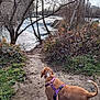 Ouchka a rejoint le concours — aidez-le/la à gagner de superbes lots ! dog, path, waterfall, trees, autumn, leaves, grass, mud, outdoor, nature, river, bare_trees, harness, pet, canine, scenery, landscape, daylight, walking, animal