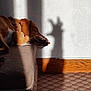 Ouchka participe au concours pour gagner de l'argent avec cette photo : dog, sleeping, plush_toy, couch, shadow, wall, carpet, wood_floor, indoor, relaxing, pet, animal, collar, light_and_shadow, quiet, cozy, home, resting, peaceful, brown