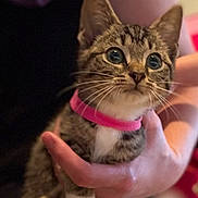 Cotton Tail is registered to the contest to win money with this photo: kitten, tabby, cat, pet, collar, pink_collar, whiskers, hand, close_up, fur, animal, cute, domestic_cat, young_cat, indoor, portrait, feline, eyes, mammal, friendly