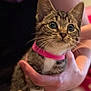 kitten, tabby, cat, pet, collar, pink_collar, whiskers, hand, close_up, fur, animal, cute, domestic_cat, young_cat, indoor, portrait, feline, eyes, mammal, friendly