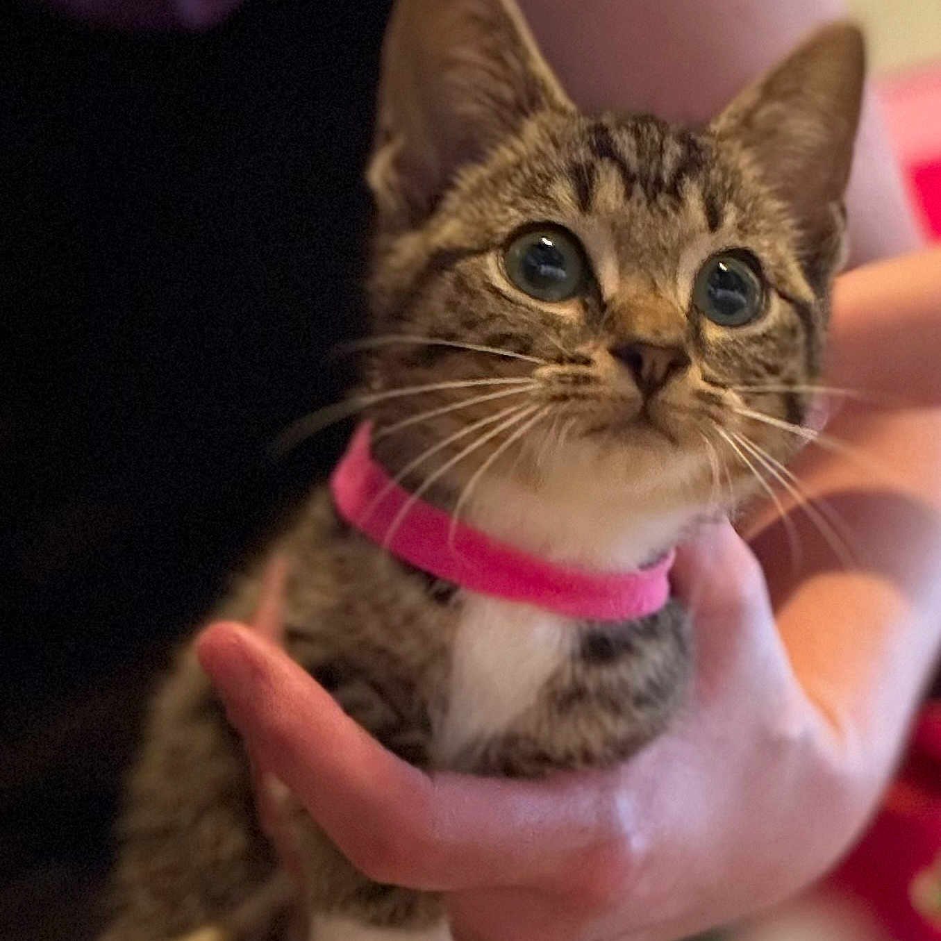 Cotton Tail is registered to the contest to win money with this photo: animal, cat, close_up, collar, cute, domestic_cat, eyes, feline, friendly, fur, hand, indoor, kitten, mammal, pet, pink_collar, portrait, tabby, whiskers, young_cat