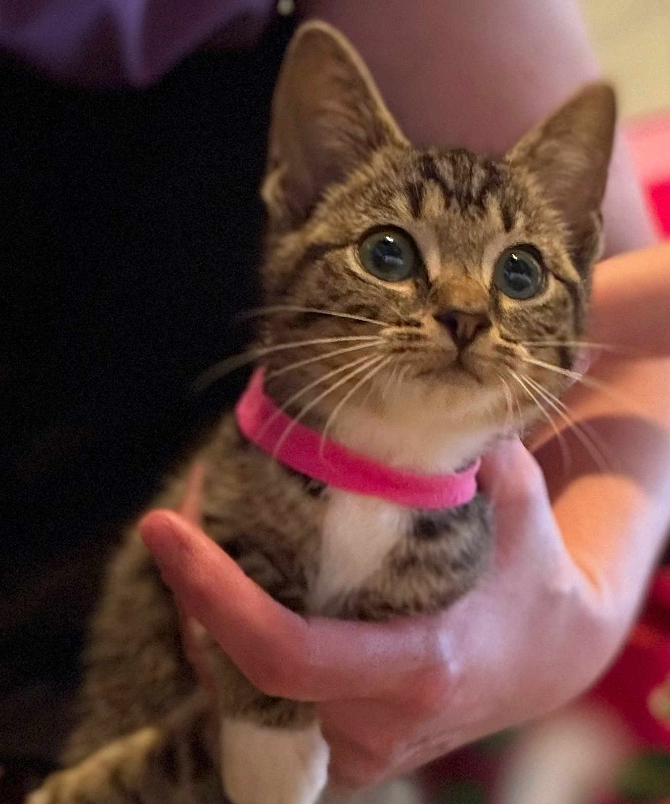 Cotton Tail is registered to the contest to win money with this photo: kitten, tabby, cat, pet, collar, pink_collar, whiskers, hand, close_up, fur, animal, cute, domestic_cat, young_cat, indoor, portrait, feline, eyes, mammal, friendly