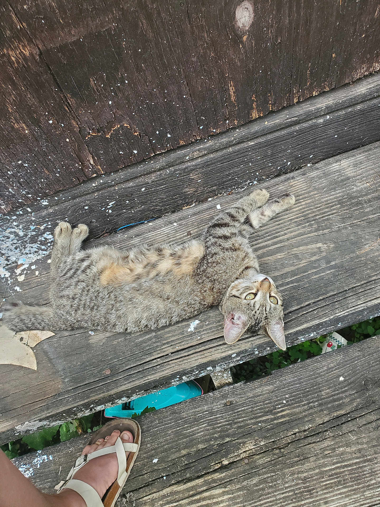 Moon is registered to the contest to win money with this photo: cat, tabby, wooden_planks, outdoor, relaxed, pet, animal, footwear, sandal, human, curious, fur, paw, nature, daylight, texture, close_up, resting, striped, looking_up