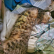 Moon is registered to the contest to win money with this photo: cat, tabby, sleeping, fur, blanket, bed, cozy, resting, striped, pet, animal, domestic, feline, relaxed, soft, comfort, indoor, tail, whiskers, cute