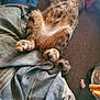 Moon joined the competition — help win amazing prizes! cat, tabby, fur, paws, blanket, carpet, relaxing, indoor, striped, sleeping, pet, animal, fur_pattern, cozy, resting, soft_light, household_items, cigarette_butts, crumpled_paper, floor