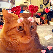 Morris joined the competition — help win amazing prizes! cat, orange_cat, pet, feline, animal, heart_filter, valentines, headband, sparkles, portrait, close_up, carpet, indoor, living_room, furniture, couch, home, whiskers, looking_at_camera, social_media_screenshot