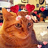 cat, orange_cat, pet, feline, animal, heart_filter, valentines, headband, sparkles, portrait, close_up, carpet, indoor, living_room, furniture, couch, home, whiskers, looking_at_camera, social_media_screenshot