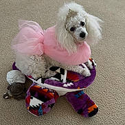 Baby Zoey joined the competition — help win amazing prizes! dog, white_dog, small_dog, poodle, toy_dog, pink_dress, tutu, crown, costume, dressed_up, fluffy, curly_fur, pet, stuffed_animal, plush_toy, colorful, indoor, carpet, portrait, cute
