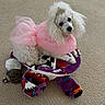 dog, white_dog, small_dog, poodle, toy_dog, pink_dress, tutu, crown, costume, dressed_up, fluffy, curly_fur, pet, stuffed_animal, plush_toy, colorful, indoor, carpet, portrait, cute