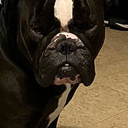 Kobey joined the competition — help win amazing prizes! animal, black_and_white, bulldog, canine, closeup, companion, dog, domestic_animal, ears, expression, face_markings, floor, fur, indoor, mammal, nose, pet, portrait, sitting, whiskers