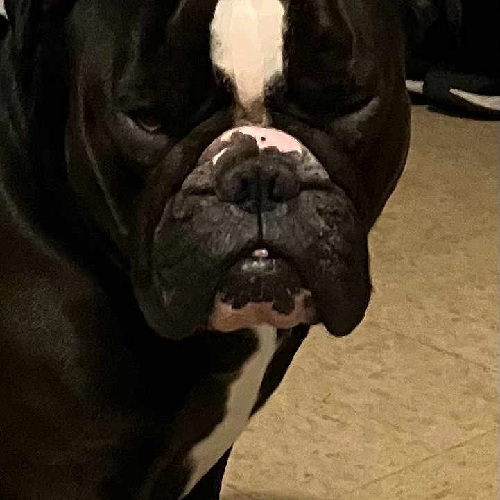 Kobey