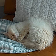 Clementine is registered to the contest to win money with this photo: cat, sleeping, fluffy, cream_colored, blanket, striped, couch, leather, pillow, white, cozy, resting, indoor, pet, fur, curled_up, relaxed, domestic_animal, home, comfortable