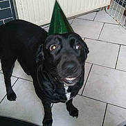 Poupette is registered to the contest to win money with this photo: animal, black_dog, canine, celebration, companion, cute, dog, domestic, floor, funny_expression, gate, household, indoor, looking_up, party_hat, pet, radiator, room, standing, tile_floor