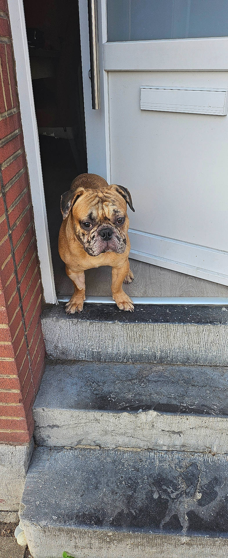 animal, brick_wall, bulldog, canine, dog, doorway, entrance, fawn_coat, floppy_ears, front_door, guard_dog, home, outdoor, pet, portrait, serious_expression, stairs, standing, steps, wrinkled_face