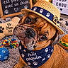 dog, bulldog, pet, portrait, straw_hat, bandana, paw_prints, brown_fur, close_up, indoor, cozy, rug, dog_toys, rope_toy, ball, plush_toy, burger_toy, french_sign, cute, funny