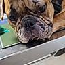dog, bulldog, brown_coat, wrinkles, flat_face, droopy_ears, close_up, portrait, pet, animal, looking_at_camera, resting, table, chair, indoor, tiled_floor, grumpy_expression, muzzle, nose, teeth