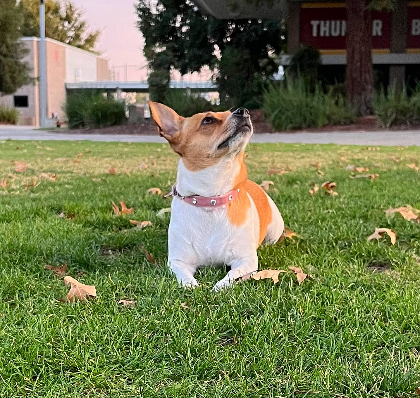 Baby Girl joined the competition — help win amazing prizes! canidae, carnivore, companion_dog, corgi_chihuahua, dog, dog_breed, fawn, grass, grassland, happy, holiday, lawn, people_in_nature, plant, snout, sporting_group, tail, toy_dog, tree, window