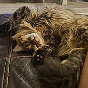 Baguette is registered to the contest to win money with this photo: cat, tabby, fluffy, pet, indoor, couch, leather, relaxed, paw, tail, living_room, furniture, television, cat_tree, curious, upside_down, animal, mammal, home, cute