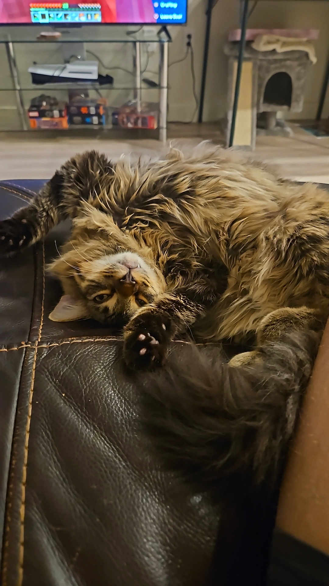 Baguette is registered to the contest to win money with this photo: cat, tabby, fluffy, pet, indoor, couch, leather, relaxed, paw, tail, living_room, furniture, television, cat_tree, curious, upside_down, animal, mammal, home, cute