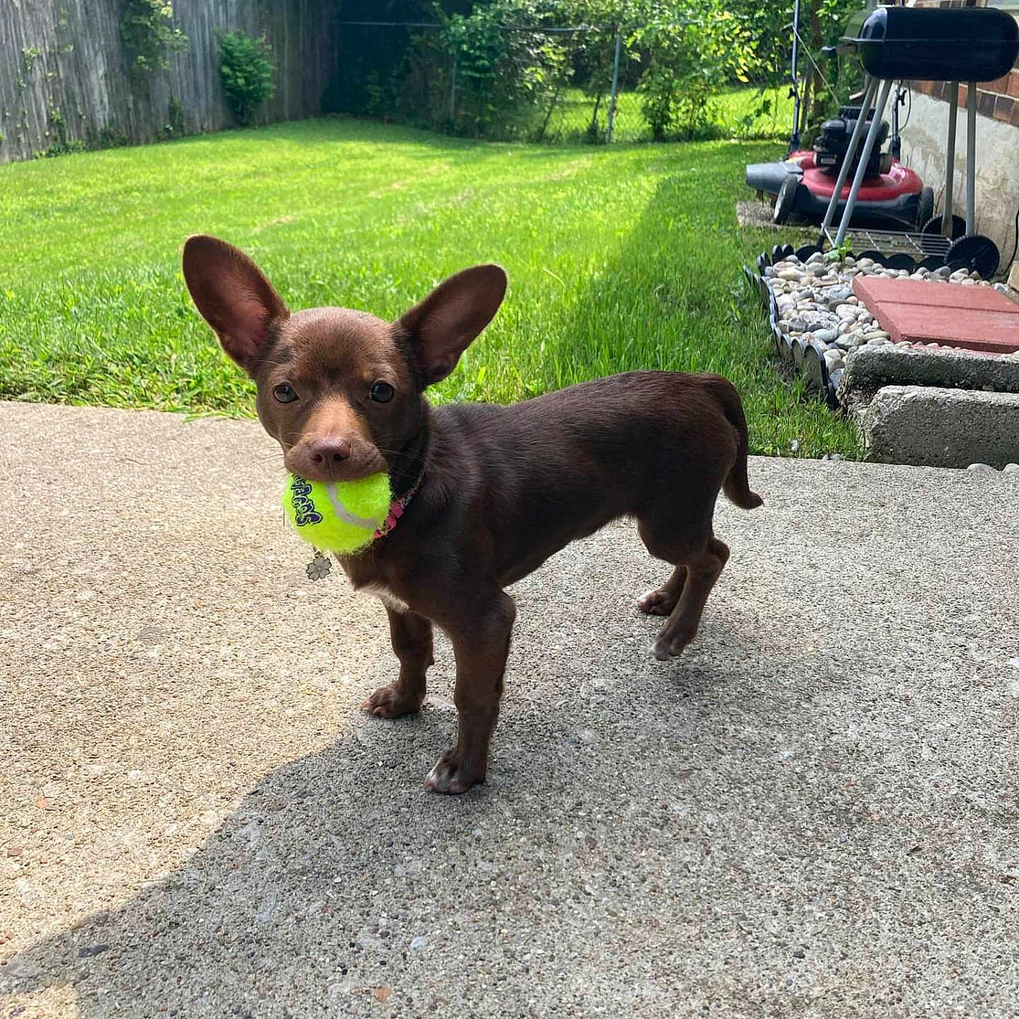 Birdie joined the competition — help win amazing prizes! animal, brown_dog, collar, concrete, cute, daytime, dog, fence, garden, grass, lawnmower, outdoor, pet, playful, shadow, small_dog, standing, sunlight, tennis_ball, yard