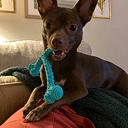 Birdie is registered to the contest to win money with this photo: animal, blanket, blue_toy, brown_dog, canine, chewing, closeup, couch, cozy, dog, ears, furniture, happy, household, indoor, mouth, pet, playing, relaxing, toy