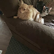 Peaches joined the competition — help win amazing prizes! dog, cat, couch, pet, indoor, animal, furry, brown, light, black, white, relaxing, home, furniture, companion, cozy, blanket, pillow, resting, blur