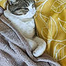 Mew a rejoint le concours — aidez-le/la à gagner de superbes lots ! animal, blanket, cat, kitten, pet, quilt