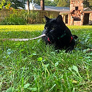 Ember is registered to the contest to win money with this photo: alert, animal, backyard, black_cat, cat, crouching, feline, garden, grass, greenery, harness, lawn, leash, outdoors, pet, portrait, stone_fireplace, sunlight, trees, whiskers